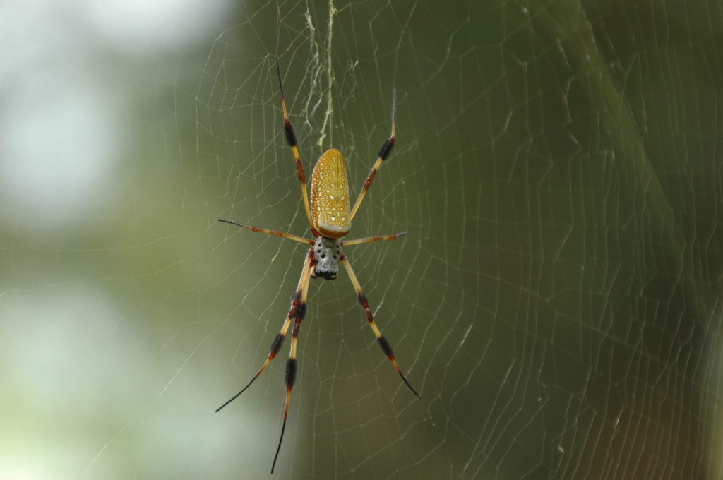 orb weaver, spider, web